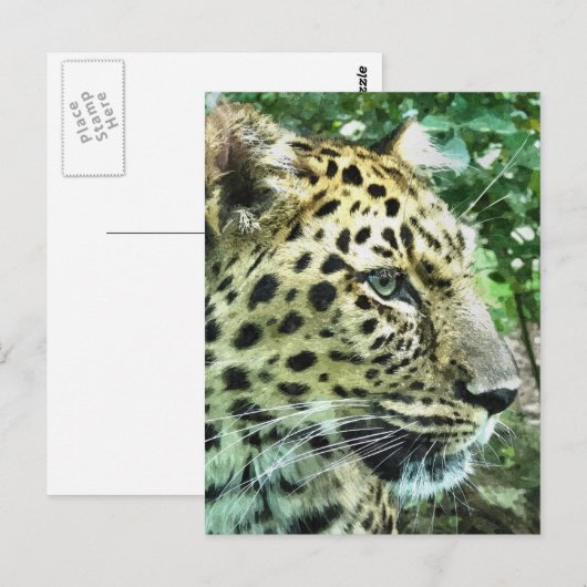ヒョウ ポストカード (正面/裏面)