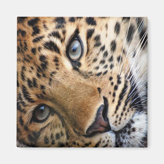 ヒョウ マグネット (正面)