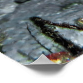 ヒョウ・モレイウナギ ポスター (角)