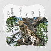 ヒョウ 招待状 (正面/裏面)