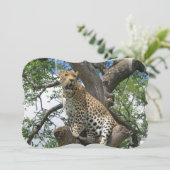 ヒョウ 招待状 (スタンド正面)