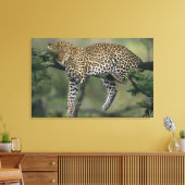 ヒョウ (Panthera pardus) ケニア マサイマラ キャンバスプリント (インサイチュ (リビング))