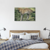 ヒョウ (Panthera pardus) ケニア マサイマラ キャンバスプリント (インサイチュ (寝室))