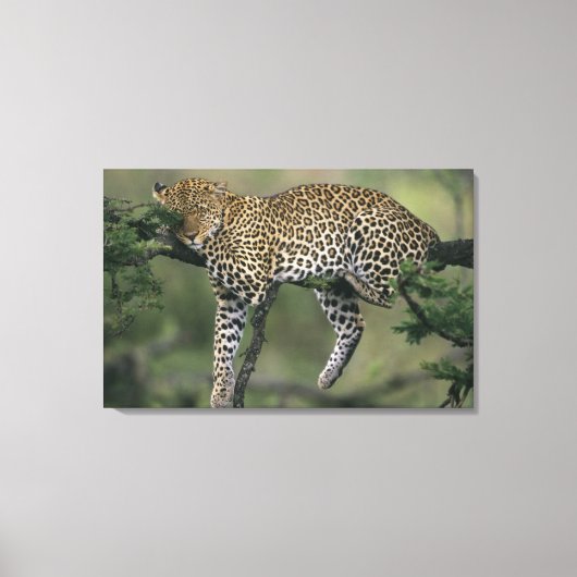 ヒョウ (Panthera pardus) ケニア マサイマラ キャンバスプリント (正面)