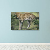 ヒョウ (Panthera pardus) ケニア マサイマラ キャンバスプリント (インサイチュ (ウッドフロア))