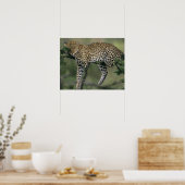 ヒョウ (Panthera pardus) ケニア マサイマラ ポスター (キッチン)