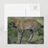 ヒョウ (Panthera pardus) ケニア マサイマラ ポストカード (正面/裏面)
