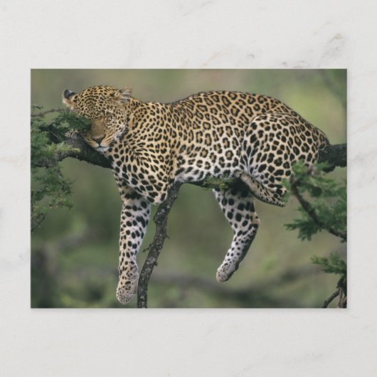 ヒョウ (Panthera pardus) ケニア マサイマラ ポストカード (正面)