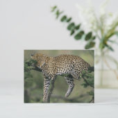 ヒョウ (Panthera pardus) ケニア マサイマラ ポストカード (スタンド正面)