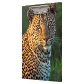 ヒョウ（Panthera pardus）成猫 クリップボード (左)