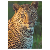 ヒョウ（Panthera pardus）成猫 クリップボード (裏面)