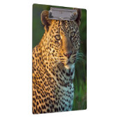 ヒョウ（Panthera pardus）成猫 クリップボード (右)