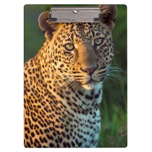 ヒョウ（Panthera pardus）成猫 クリップボード (正面)