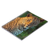 ヒョウ(Panthera pardus)成猫 ノートブック (左側)