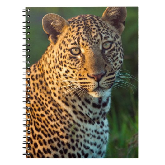 ヒョウ(Panthera pardus)成猫 ノートブック (正面)