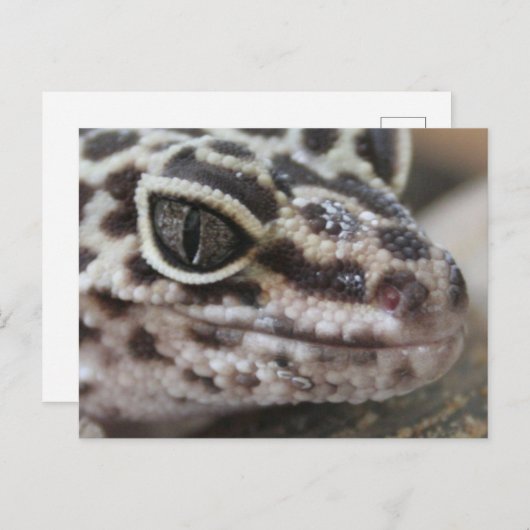 ヒョウGeckoアイズマウス顔クローズアップ ポストカード (正面/裏面)