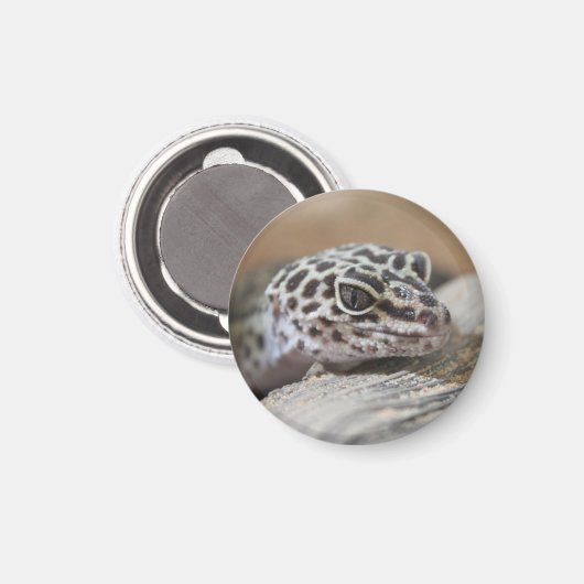 ヒョウGeckoアイズマウス顔クローズアップ マグネット (正面/裏面)