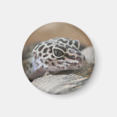 ヒョウGeckoアイズマウス顔クローズアップ マグネット (正面)