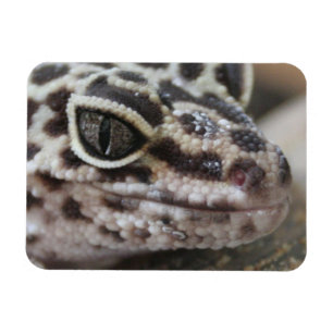ヒョウGeckoアイズマウス顔クローズアップ マグネット