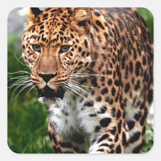 ヒョウon the Prowl クール Animalデザイン スクエアシール (正面)