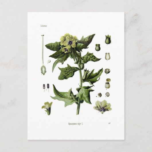 ヒョスヤムスニガー ポストカード (正面)