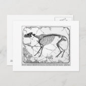 ヒラコテリウム・ベンチコラム美術はがき ポストカード (正面/裏面)