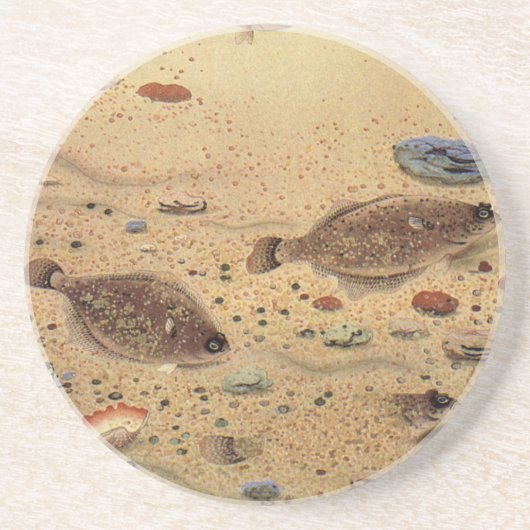 ヒラメまたはカレイ、ヴィンテージ海洋生物 コースター (正面)