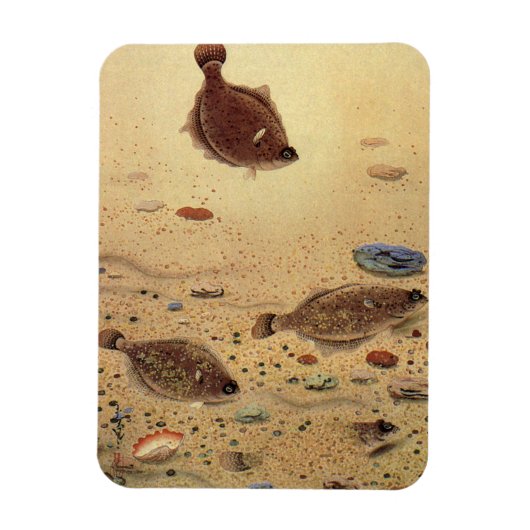 ヒラメまたはカレイ、ヴィンテージ海洋生物 マグネット (縦)