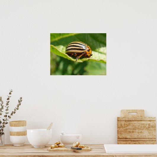 ヒラメ属 ポスター (キッチン)