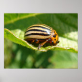 ヒラメ属 ポスター (正面)