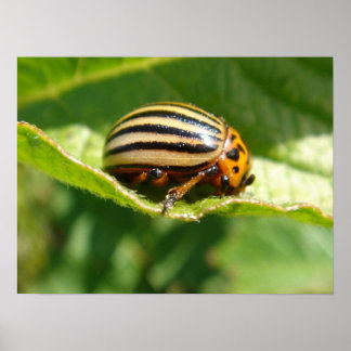 ヒラメ属 ポスター