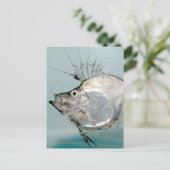 ヒラメ科 ポストカード (スタンド正面)