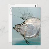 ヒラメ科 ポストカード (正面/裏面)