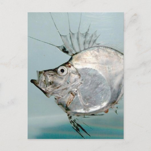 ヒラメ科 ポストカード (正面)