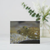 ヒラメ ポストカード (スタンド正面)