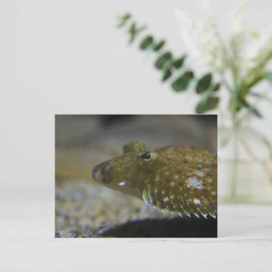 ヒラメ ポストカード (スタンド正面)