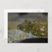 ヒラメ ポストカード (正面/裏面)