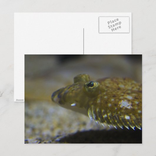 ヒラメ ポストカード (正面/裏面)