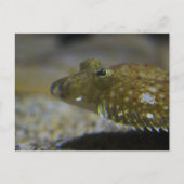 ヒラメ ポストカード (正面)