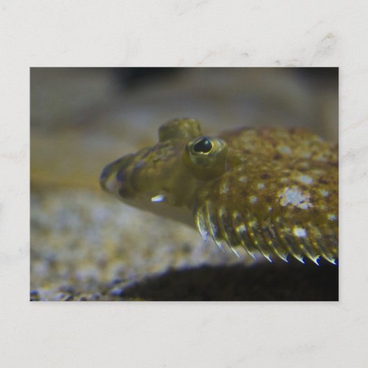 ヒラメ ポストカード (正面)