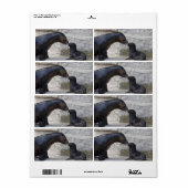 ヒラメ ラベル (フルシート)