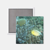 ヒラメ(Chaetodon lunulatus) マグネット (正面/裏面)