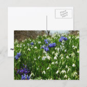 ヒルサイドオブアーリー春の花景観 ポストカード (正面/裏面)