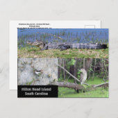 ヒルトンヘッドSC先住民野生生物 ポストカード (正面/裏面)