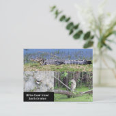 ヒルトンヘッドSC先住民野生生物 ポストカード (スタンド正面)