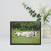 ヒンズー牛 ポストカード (スタンド正面)