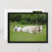 ヒンズー牛 ポストカード (正面/裏面)