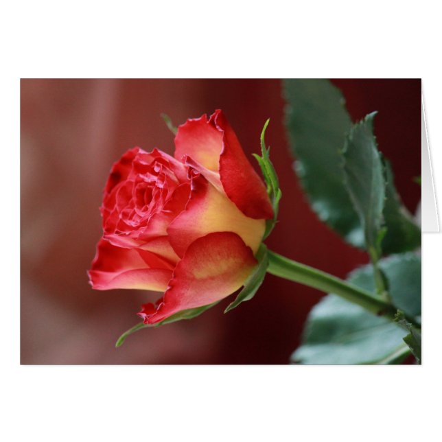 ヒンディー語 – 愛してる (正面横)