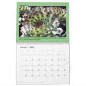 ヒントカラフル付き多肉カレン気にダー カレンダー (1月 2026)