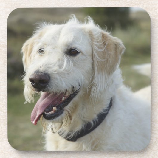 ヒースの土地の犬 コースター (正面)